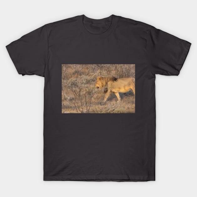 Namibia. Etosha National Park. Lion. T-Shirt by vadim19